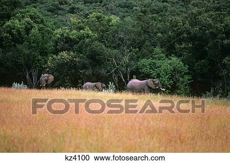 Elephants At The Edge Of The Forest Kenya Africa View Large Photo Image Stock Image - Elephants At The Edge Of The Forest Kenya Africa . Fotosearch