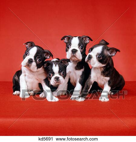 FOUR BOSTON TERRIER PUPPIES ON RED BACKGROUND LOOKING AT CAMERA FUNNY FACES View Large Photo Image Stock Image - FOUR BOSTON TERRIER PUPPIES ON RED BACKGROUND LOOKING AT CAMERA FUNNY FACES. Fotosearch