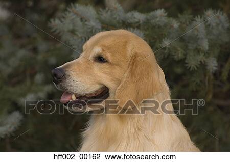 Golden Retriever Head Shot View Large Photo Image Stock Image - Golden Retriever Head Shot. Fotosearch