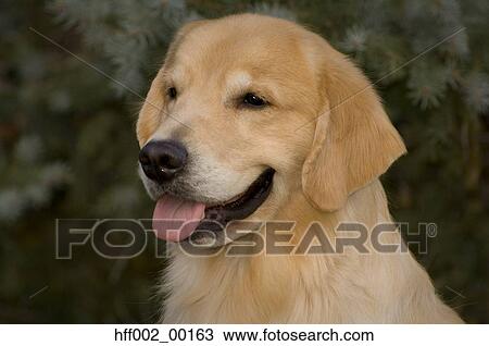 Golden Retriever Head Shot View Large Photo Image Stock Image - Golden Retriever Head Shot. Fotosearch