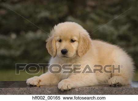 Golden Retriever Puppy Lying On Granite Bench View Large Photo Image Stock Photography - Golden Retriever Puppy Lying On Granite Bench. Fotosearch