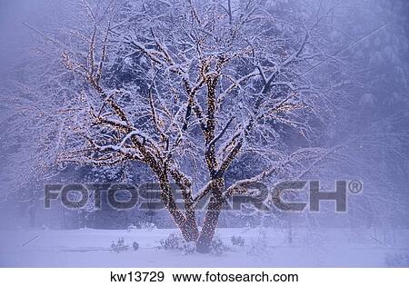 Golden Tree With Lights In Snowy Woods View Large Photo Image Stock Photo - Golden Tree With Lights In Snowy Woods. Fotosearch