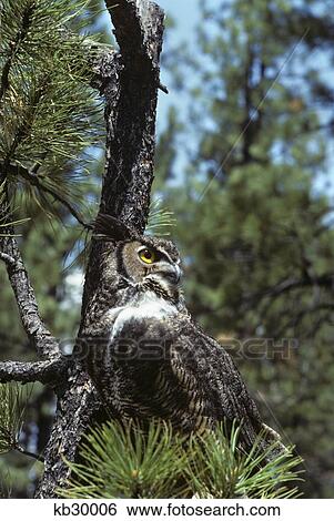 Stock Photograph - Great Horned Owl Bubo Virginiansis North And South America. Fotosearch