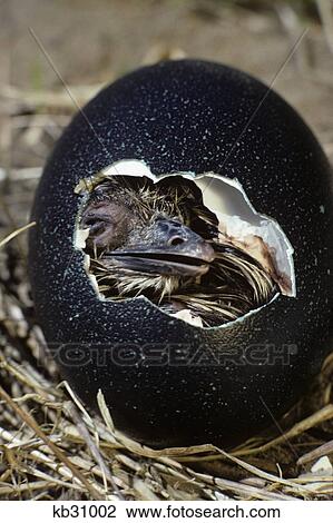 Hatching Emu Chick View Large Photo Image Stock Image - Hatching Emu Chick . Fotosearch
