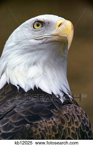 HEAD OF AMERICAN BALD EAGLE Haliaeetus leucocephalus View Large Photo Image Stock Photography - HEAD OF AMERICAN BALD EAGLE Haliaeetus leucocephalus. Fotosearch