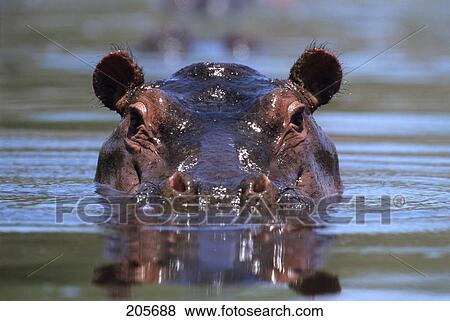 HIPPOPOTAMUS Hippopotamus amphibius PEERING OUT FROM WATER EAST AFRICA LOOKING AT CAMERA View Large Photo Image Stock Photo - HIPPOPOTAMUS Hippopotamus amphibius PEERING OUT FROM WATER EAST AFRICA LOOKING AT CAMERA. Fotosearch