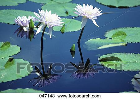 Light Pale Pink Water Lilies Reflected In Pond View Large Photo Image Stock Photo - Light Pale Pink Water Lilies Reflected In Pond. Fotosearch