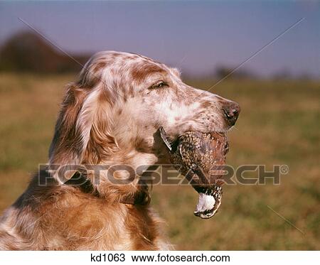Stock Image - LIVER BELTON ENGLISH SETTER DOG HEAD PROFILE HOLDING DEAD NORTHERN BOBWHITE QUAIL (Colinus virginianus) BIRD IN MOUTH OUTDOORS. Fotosearch