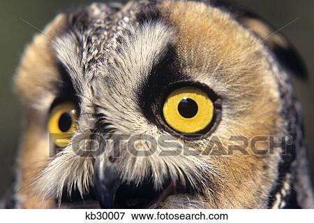Stock Photo - Long Eared Owl Asio Otis Europe, Asia, North America Close-Up Of Face. Fotosearch