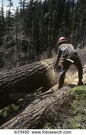 Stock Image - Lumberjack Cutting Old Growth Timber With Chain Saw Oregon Usa. Fotosearch