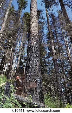 Stock Image - Lumberjack Felling Old Growth Timber Damaged By Forest Fire Oregon Usa. Fotosearch