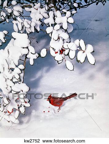 Male Cardinal Cardinalidae Passeri By Snow Covered Holly Bush View Large Photo Image Stock Image - Male Cardinal Cardinalidae Passeri By Snow Covered Holly Bush . Fotosearch
