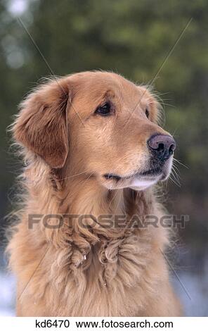 MATURE GOLDEN RETRIEVER DOG PORTRAIT View Large Photo Image Stock Image - MATURE GOLDEN RETRIEVER DOG PORTRAIT. Fotosearch