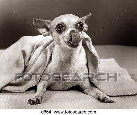 MEXICAN CHIHUAHUA DOG UNDER BLANKET LICKING HIS NOSE TONGUE View Large Photo Image Picture - MEXICAN CHIHUAHUA DOG UNDER BLANKET LICKING HIS NOSE TONGUE. Fotosearch