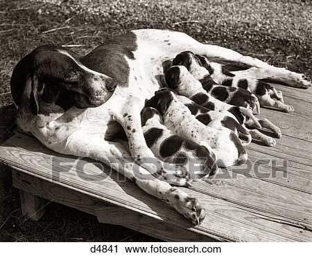 Stock Image - MOTHER DOG LYING DOWN FEEDING A LITTER OF BLACK AND WHITE SPOTTED PUPPIES OUTDOORS. Fotosearch