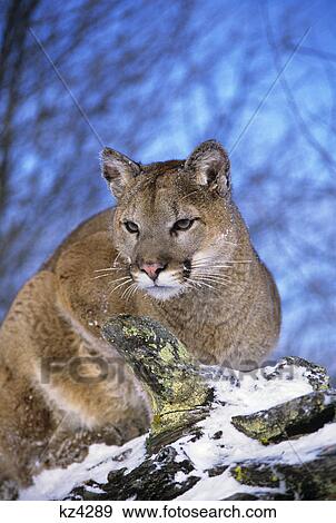 Stock Photo - MOUNTAIN LION Felis concolor NORTH AMERICA. Fotosearch