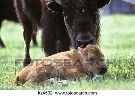 Stock Image - Newborn Bison With Mother Bison Bison North America . Fotosearch