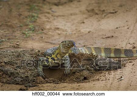 Picture - Nile Monitor Lizard By Hole It Dug Looking For Dung Beetles Forked Tongue Showing. Fotosearch