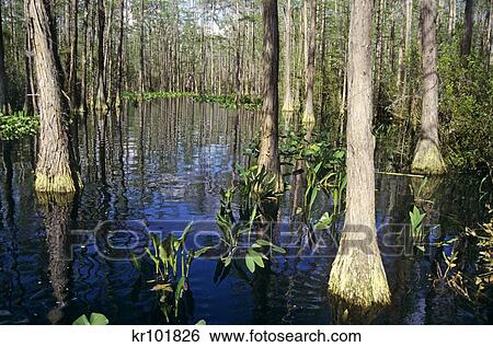 OKEFENOKEE SWAMP GEORGIA USA View Large Photo Image Stock Photograph - OKEFENOKEE SWAMP GEORGIA USA. Fotosearch