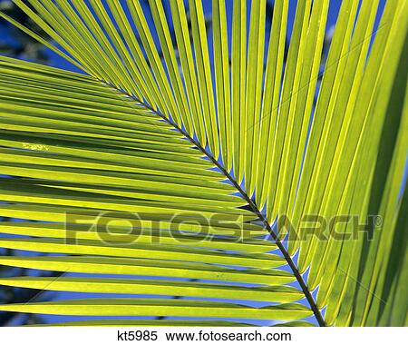 Stock Photography - PALM TREE FROND CLOSE-UP. Fotosearch
