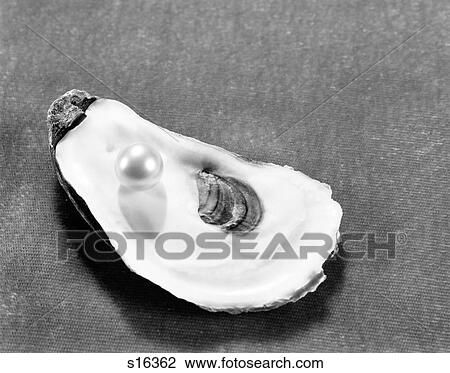 Pearl On Oyster Shell View Large Photo Image Stock Image - Pearl On Oyster Shell . Fotosearch