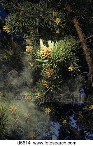 Pollen Dust From Lodgepole Pine Tree View Large Photo Image Picture - Pollen Dust From Lodgepole Pine Tree. Fotosearch