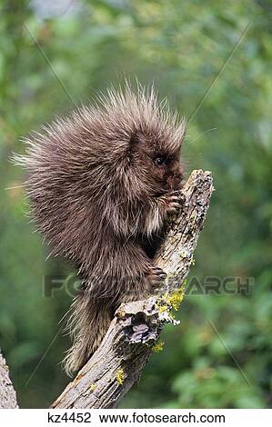 Porcupine In A Tree Erethizon Dorsatum View Large Photo Image Stock Image - Porcupine In A Tree Erethizon Dorsatum. Fotosearch