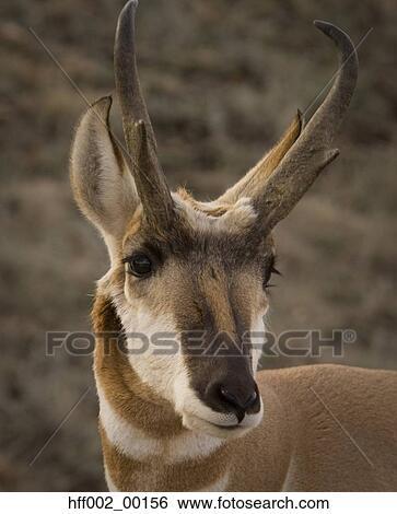 Pronghorn Buck Head Shot View Large Photo Image Stock Photograph - Pronghorn Buck Head Shot. Fotosearch