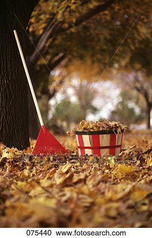 Red Rake & Bushel Basket Full Of Golden Autumn Leaves View Large Photo Image Stock Image - Red Rake & Bushel Basket Full Of Golden Autumn Leaves . Fotosearch