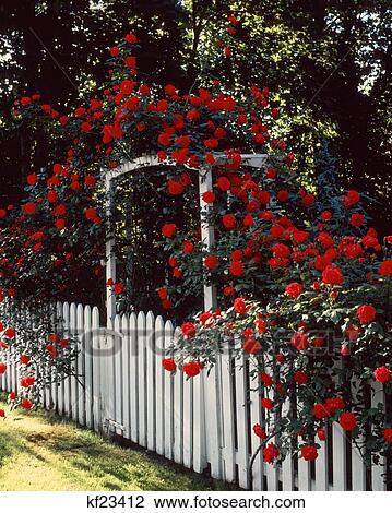 RED ROSES ON ARBOR OF WHITE PICKET FENCE View Large Photo Image Stock Image - RED ROSES ON ARBOR OF WHITE PICKET FENCE. Fotosearch
