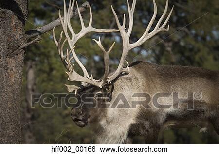 Reindeer With Large Array Of Antlers At Bear Country Usa South Dakota View Large Photo Image Stock Photograph - Reindeer With Large Array Of Antlers At Bear Country Usa South Dakota. Fotosearch