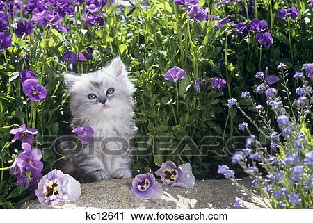 SHADED SILVER PERSIAN KITTEN IN GARDEN View Large Photo Image Stock Image - SHADED SILVER PERSIAN KITTEN IN GARDEN. Fotosearch