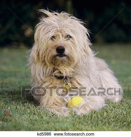 SHAGGY BROWN DOG WITH TENNIS BALL SITTING IN THE GRASS LOOKING AT CAMERA View Large Photo Image Stock Photograph - SHAGGY BROWN DOG WITH TENNIS BALL SITTING IN THE GRASS LOOKING AT CAMERA. Fotosearch