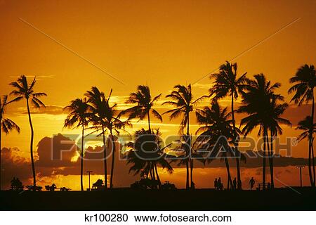 Silhouetted Palm Trees In Orange Yellow Sunset Ala Moana Park Hawaii View Large Photo Image Stock Image - Silhouetted Palm Trees In Orange Yellow Sunset Ala Moana Park Hawaii . Fotosearch