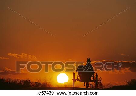 SKYLINE SUNRISE SUNSET SILHOUETTED ANONYMOUS AMISH HORSE AND BUGGY LANCASTER COUNTY PENNSYLVANIA USA View Large Photo Image Stock Photo - SKYLINE SUNRISE SUNSET SILHOUETTED ANONYMOUS AMISH HORSE AND BUGGY LANCASTER COUNTY PENNSYLVANIA USA. Fotosearch