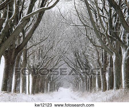 Snow Covered Landscape Mature Aging Trees Along Country Lane View Large Photo Image Stock Image - Snow Covered Landscape Mature Aging Trees Along Country Lane. Fotosearch