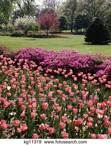 SPRING TULIPS AND AZALEAS IN GARDEN View Large Photo Image Stock Photo - SPRING TULIPS AND AZALEAS IN GARDEN. Fotosearch