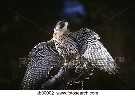 TETHERED PEREGRINE FALCON Falco peregrinus NORTHERN HEMISPHERE HIGH DESERT MUSEUM OREGON View Large Photo Image Stock Image - TETHERED PEREGRINE FALCON Falco peregrinus NORTHERN HEMISPHERE HIGH DESERT MUSEUM OREGON. Fotosearch