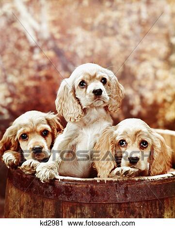 Stock Image - Three Blond Cocker Spaniel Puppies In A Barrel. Fotosearch