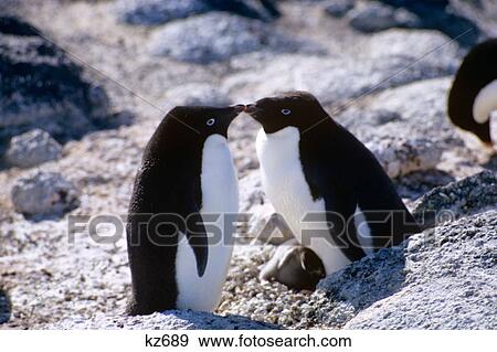Stock Photo - TWO ADELIE PENGUINS (Pygoscelis adeliae). Fotosearch