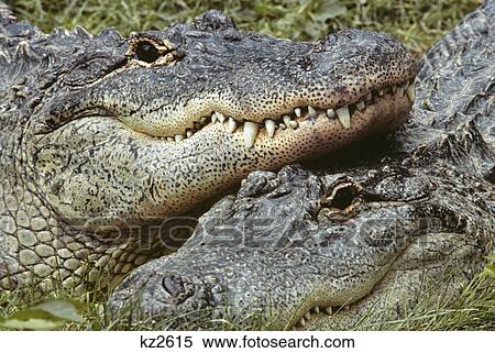 Stock Photography - TWO ALLIGATORS Alligator mississippiensis LOOKING AT CAMERA. Fotosearch