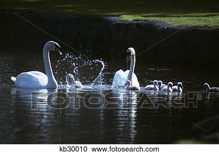 Two Mute Swans With Young Cygnus Olor View Large Photo Image Stock Image - Two Mute Swans With Young Cygnus Olor . Fotosearch