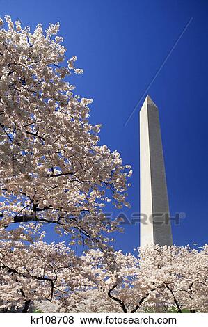 WASHINGTON MONUMENT WITH CHERRY BLOSSOMS WASHINGTON DC USA View Large Photo Image Stock Photo - WASHINGTON MONUMENT WITH CHERRY BLOSSOMS WASHINGTON DC USA. Fotosearch