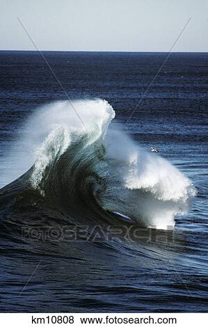 WAVE AND SEAGULL CAPE KIWANDA OREGON USA View Large Photo Image Stock Photo - WAVE AND SEAGULL CAPE KIWANDA OREGON USA. Fotosearch