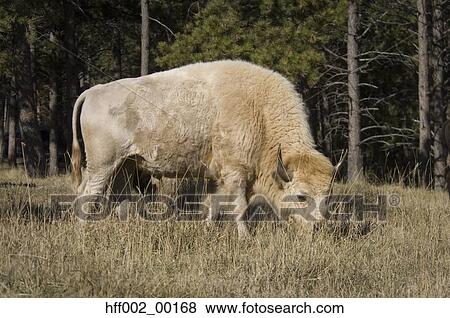 White Bison Symbol Of Hope And Renewal To Many Native American Tribes View Large Photo Image Stock Photo - White Bison Symbol Of Hope And Renewal To Many Native American Tribes. Fotosearch