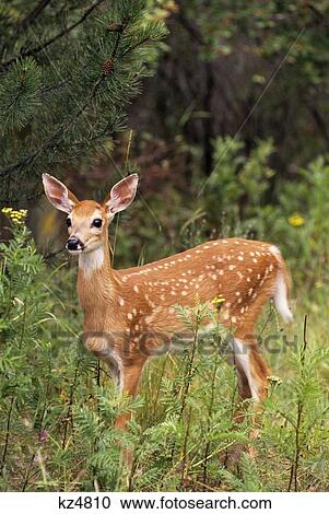 White-Tailed Deer Fawn Odocoileus Virginianus View Large Photo Image Stock Image - White-Tailed Deer Fawn Odocoileus Virginianus. Fotosearch