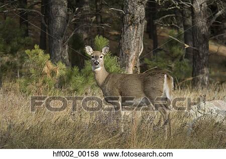Stock Photo - White-Tailed Deer. Fotosearch