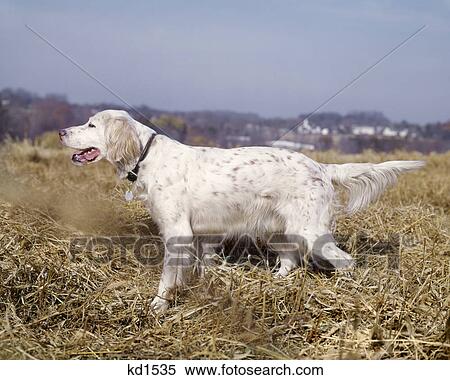 WHITE WITH ORANGE FLECKS ENGLISH SETTER HUNTING DOG ON POINT View Large Photo Image Stock Photography - WHITE WITH ORANGE FLECKS ENGLISH SETTER HUNTING DOG ON POINT. Fotosearch