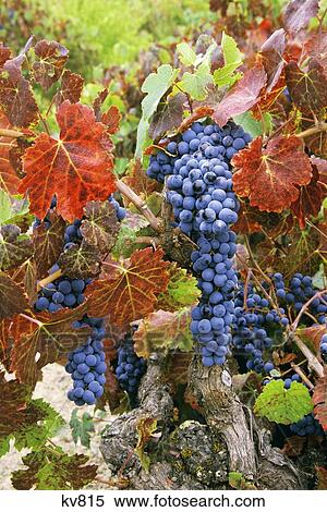 Wine Grapes Napa Valley Ca View Large Photo Image Stock Photography - Wine Grapes Napa Valley Ca. Fotosearch