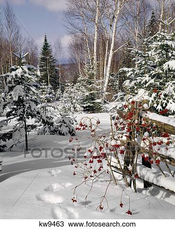 WINTER SCENE OF SNOW COVERED EVERGREEN TREES BUSH WITH RED BERRIES BY WOODEN FENCE View Large Photo Image Stock Image - WINTER SCENE OF SNOW COVERED EVERGREEN TREES BUSH WITH RED BERRIES BY WOODEN FENCE. Fotosearch